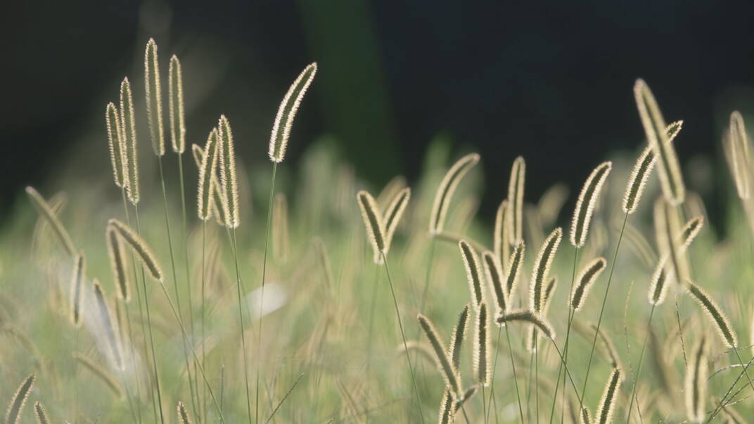 Zoom: bristle-grass.jpg