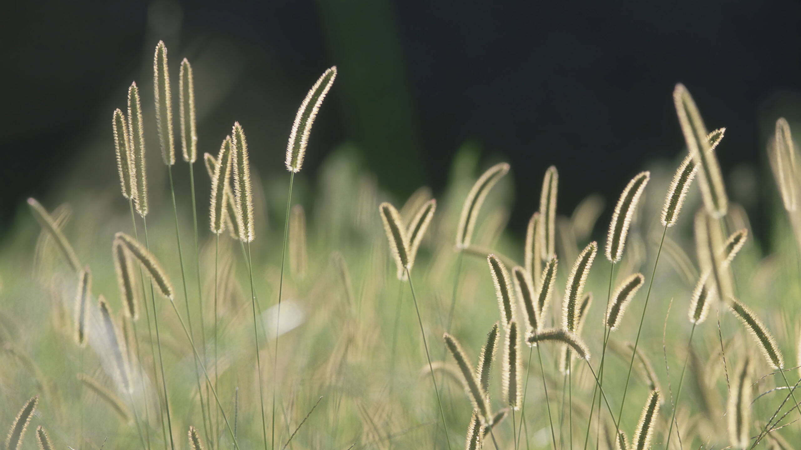 bristle-grass.jpg